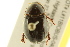  ( - BIOUG02026-G02)  @13 [ ] CreativeCommons - Attribution (2012) CBG Photography Group Centre for Biodiversity Genomics