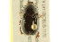  ( - BIOUG02026-G04)  @13 [ ] CreativeCommons - Attribution (2012) CBG Photography Group Centre for Biodiversity Genomics