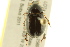  ( - BIOUG02026-G07)  @13 [ ] CreativeCommons - Attribution (2012) CBG Photography Group Centre for Biodiversity Genomics