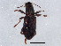  (Stenelmis quadrimaculata - BIOUG02273-C09)  @13 [ ] CreativeCommons - Attribution (2012) CBG Photography Group Centre for Biodiversity Genomics