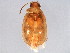  (Contacyphon perplexus - BIOUG02275-B05)  @13 [ ] CreativeCommons - Attribution (2012) CBG Photography Group Centre for Biodiversity Genomics