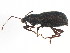  (Cyrtepistomus - BIOUG02280-B07)  @14 [ ] CreativeCommons - Attribution (2012) CBG Photography Group Centre for Biodiversity Genomics