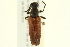 ( - 10PCCOL-0909)  @13 [ ] CreativeCommons - Attribution (2010) CBG Photography Group Centre for Biodiversity Genomics