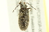  ( - 10PCCOL-0961)  @13 [ ] CreativeCommons - Attribution (2010) CBG Photography Group Centre for Biodiversity Genomics
