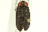  (Ellychnia hatchi - 10PCCOL-0963)  @14 [ ] CreativeCommons - Attribution (2010) CBG Photography Group Centre for Biodiversity Genomics