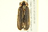  ( - 10PCCOL-0966)  @13 [ ] CreativeCommons - Attribution (2010) CBG Photography Group Centre for Biodiversity Genomics