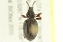  ( - 10PCCOL-0993)  @13 [ ] CreativeCommons - Attribution (2010) CBG Photography Group Centre for Biodiversity Genomics
