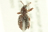  ( - 10PCCOL-0994)  @13 [ ] CreativeCommons - Attribution (2010) CBG Photography Group Centre for Biodiversity Genomics