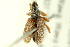  ( - 10PCCOL-0996)  @14 [ ] CreativeCommons - Attribution (2010) CBG Photography Group Centre for Biodiversity Genomics