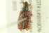  ( - 10PCCOL-0997)  @14 [ ] CreativeCommons - Attribution (2010) CBG Photography Group Centre for Biodiversity Genomics