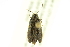  ( - 10PCCOL-1069)  @12 [ ] CreativeCommons - Attribution (2010) CBG Photography Group Centre for Biodiversity Genomics