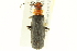  ( - 10PCCOL-1077)  @13 [ ] CreativeCommons - Attribution (2010) CBG Photography Group Centre for Biodiversity Genomics