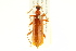  ( - 10PCCOL-1095)  @13 [ ] CreativeCommons - Attribution (2010) CBG Photography Group Centre for Biodiversity Genomics