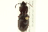  (Pterostichus protractus - 10PCCOL-1141)  @14 [ ] CreativeCommons - Attribution (2010) CBG Photography Group Centre for Biodiversity Genomics