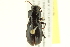  (Pterostichus neobrunneus - 10PCCOL-1142)  @14 [ ] CreativeCommons - Attribution (2010) CBG Photography Group Centre for Biodiversity Genomics