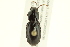  ( - 10PCCOL-1145)  @13 [ ] CreativeCommons - Attribution (2010) CBG Photography Group Centre for Biodiversity Genomics