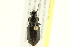  ( - 10PCCOL-1149)  @13 [ ] CreativeCommons - Attribution (2010) CBG Photography Group Centre for Biodiversity Genomics