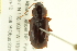  ( - 10PCCOL-1160)  @14 [ ] CreativeCommons - Attribution (2010) CBG Photography Group Centre for Biodiversity Genomics