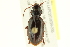  ( - 10PCCOL-1167)  @13 [ ] CreativeCommons - Attribution (2010) CBG Photography Group Centre for Biodiversity Genomics