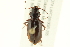  ( - 10PCCOL-1170)  @13 [ ] CreativeCommons - Attribution (2010) CBG Photography Group Centre for Biodiversity Genomics
