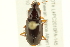 ( - 10PCCOL-1176)  @14 [ ] CreativeCommons - Attribution (2010) CBG Photography Group Centre for Biodiversity Genomics