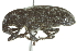  ( - 10PCCOL-0991)  @13 [ ] CreativeCommons - Attribution (2010) CBG Photography Group Centre for Biodiversity Genomics
