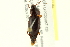  ( - 10PCCOL-1178)  @14 [ ] CreativeCommons - Attribution (2010) CBG Photography Group Centre for Biodiversity Genomics