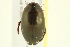 (Ilybius subaeneus - 10PCCOL-1204)  @14 [ ] CreativeCommons - Attribution (2010) CBG Photography Group Centre for Biodiversity Genomics