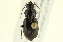  ( - 10PCCOL-1250)  @13 [ ] CreativeCommons - Attribution (2010) CBG Photography Group Centre for Biodiversity Genomics