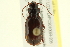  ( - 10PCCOL-1251)  @13 [ ] CreativeCommons - Attribution (2010) CBG Photography Group Centre for Biodiversity Genomics