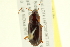  ( - 10PCCOL-1256)  @14 [ ] CreativeCommons - Attribution (2010) CBG Photography Group Centre for Biodiversity Genomics