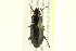  ( - 10PCCOL-1260)  @13 [ ] CreativeCommons - Attribution (2010) CBG Photography Group Centre for Biodiversity Genomics