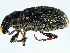  (Sitona cylindricollis - BIOUG00671-E06)  @14 [ ] CreativeCommons - Attribution (2011) CBG Photography Group Centre for Biodiversity Genomics
