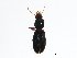  (Clivina - BIOUG00671-E08)  @14 [ ] CreativeCommons - Attribution (2011) CBG Photography Group Centre for Biodiversity Genomics
