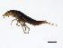  ( - BIOUG00676-B02)  @13 [ ] CreativeCommons - Attribution (2011) CBG Photography Group Centre for Biodiversity Genomics