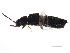  (Atheta chadburnae - 10PCCOL-0107)  @13 [ ] CreativeCommons - Attribution (2010) CBG Photography Group Centre for Biodiversity Genomics