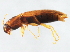  ( - 10PCCOL-0159)  @12 [ ] CreativeCommons - Attribution (2010) CBG Photography Group Centre for Biodiversity Genomics