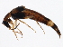  ( - 10PCCOL-0179)  @13 [ ] CreativeCommons - Attribution (2010) CBG Photography Group Centre for Biodiversity Genomics