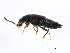 ( - 10PCCOL-0234)  @13 [ ] CreativeCommons - Attribution (2010) CBG Photography Group Centre for Biodiversity Genomics