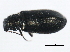  ( - 10PCCOL-0237)  @13 [ ] CreativeCommons - Attribution (2010) CBG Photography Group Centre for Biodiversity Genomics