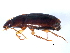  ( - 10PCCOL-0262)  @13 [ ] CreativeCommons - Attribution (2010) CBG Photography Group Centre for Biodiversity Genomics