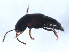  ( - 10PCCOL-0294)  @12 [ ] CreativeCommons - Attribution (2010) CBG Photography Group Centre for Biodiversity Genomics