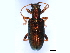  (Plateumaris neomexicana - 10PCCOL-0320)  @14 [ ] CreativeCommons - Attribution (2010) CBG Photography Group Centre for Biodiversity Genomics