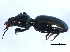  ( - 10PCCOL-0322)  @12 [ ] CreativeCommons - Attribution (2010) CBG Photography Group Centre for Biodiversity Genomics