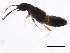  (Atheta pseudopittioni - 10PCCOL-0369)  @12 [ ] CreativeCommons - Attribution (2010) CBG Photography Group Centre for Biodiversity Genomics