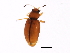  (Corticarina latipennis - 10PCCOL-0423)  @14 [ ] CreativeCommons - Attribution (2010) CBG Photography Group Centre for Biodiversity Genomics