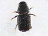  (Dendroctonus ponderosae - 10PCCOL-0443)  @13 [ ] CreativeCommons - Attribution (2010) CBG Photography Group Centre for Biodiversity Genomics