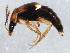  ( - 10PCCOL-0446)  @13 [ ] CreativeCommons - Attribution (2010) CBG Photography Group Centre for Biodiversity Genomics