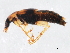  ( - 10PCCOL-0497)  @13 [ ] CreativeCommons - Attribution (2010) CBG Photography Group Centre for Biodiversity Genomics