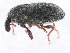  (Larinus minutus - 10PCCOL-0505)  @12 [ ] CreativeCommons - Attribution (2010) CBG Photography Group Centre for Biodiversity Genomics